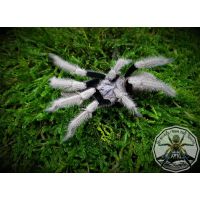 Corenocnemis cunicularia ADULT   [F]